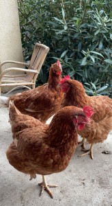 Photo de galerie - Garde animaux