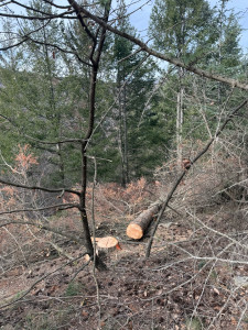 Photo de galerie - Abattage d’un pin 