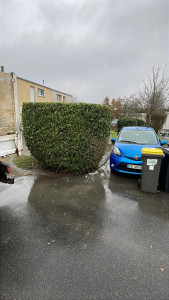 Photo de galerie - Taille de buisson