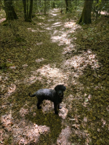 Photo de galerie - Harry, petit papi Caniche 