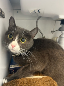 Photo de galerie - Garde de chats à mon domicile.