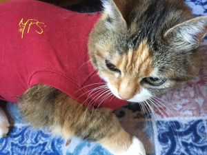 Photo de galerie - Aller retour Metz Faulquemont 