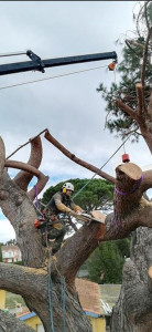 Photo de galerie - élagage Débroussaillag  taille de haie 
