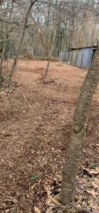 Photo de galerie - Broyage et débroussaillage d’une châtaigneraie 