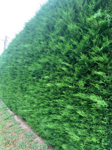 Photo de galerie - Avant 