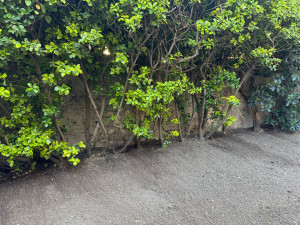 Photo de galerie - Le nettoyage d’un jardin suite à la demande d’une cliente. 