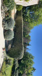 Photo de galerie - Taille d’une haie d’elaeagnus  /aprés