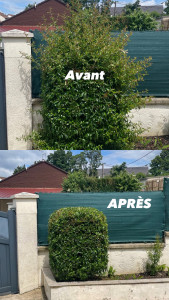 Photo de galerie - Taille de phyracanta 