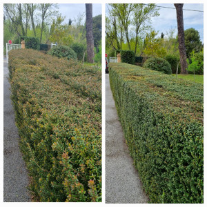 Photo de galerie - Taille de haie