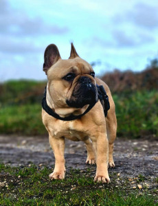 Photo de galerie - Ric’s très sociable, un amoureux du ronflement ! ?