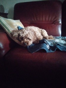 Photo de galerie - Garde animaux