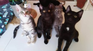Photo de galerie - Garde de chatons avec sevrage