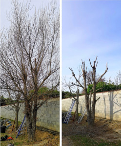 Photo de galerie - Avant après