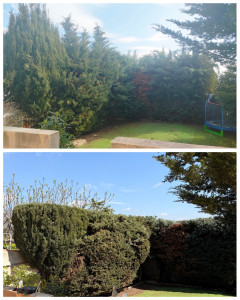 Photo de galerie - Taille de cyprès 