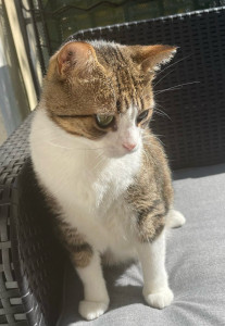 Photo de galerie - Garde chat