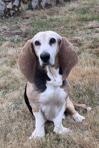 Photo de galerie - Baltou , un vrai plaisir de passer du temps avec lui 