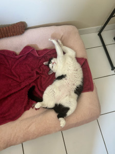 Photo de galerie - Mon chat d'amour 