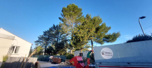 Photo de galerie - Elagage et coupe d'arbres