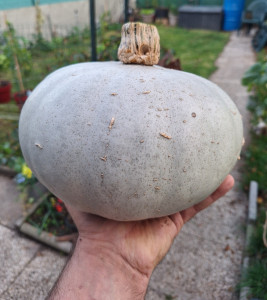 Photo de galerie - Courge bleue de hongrie 