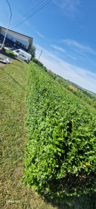 Photo de galerie - Taille de haies et d'arbustes