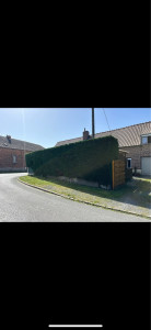 Photo de galerie - Taille d’une haie
