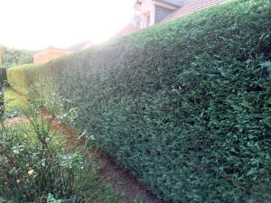 Photo de galerie - Taille d'une haie haute de 2.50m par 35ml de long parfaitement alignée. Clients ravis. 