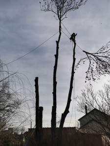 Photo de galerie - Elagage et coupe d'arbres
