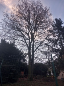 Photo de galerie - élagage 