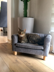 Photo de galerie - Chat que je garde 