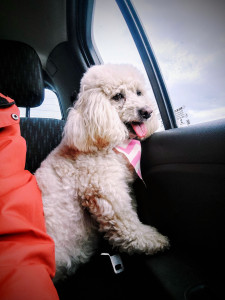 Photo de galerie - Princesse 7 ans. 