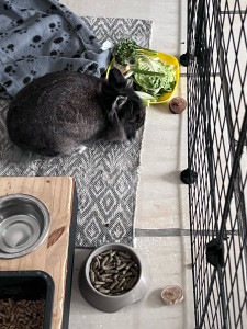 Photo de galerie - Nourrir et s'occuper de deux lapin, chez le propriétaire durant son absence 