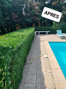 Photo de galerie - Taillage d'une haie basse 