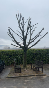 Photo de galerie - Arbre 