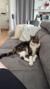 Photo de galerie - Garde chat