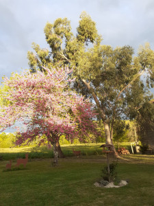 Photo de galerie - Elagage et coupe d'arbres