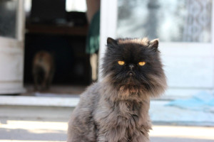 Photo de galerie - Mon chat