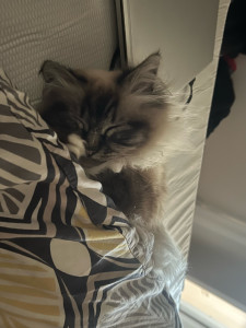 Photo de galerie - Garde de chat sans stress !
