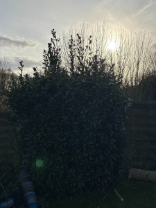 Photo de galerie - Abattage d'arbre