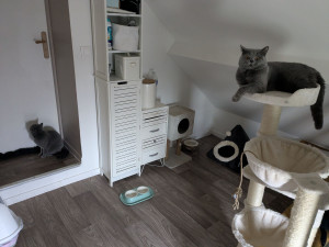 Photo de galerie - Garde chat