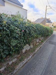 Photo de galerie - Taillage de haie  je vous mets en avant et un après  