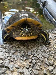 Photo de galerie - Ma tortue