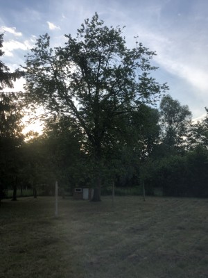 Photo de galerie - Tonte de pelouse - Débroussaillage
