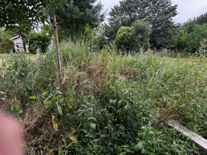 Photo de galerie - Tonte de pelouse - Débroussaillage
