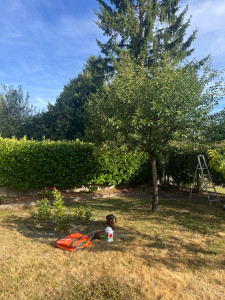 Photo de galerie - Elagage et coupe d'arbres