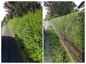 Photo de galerie - Taille de haies et d'arbustes