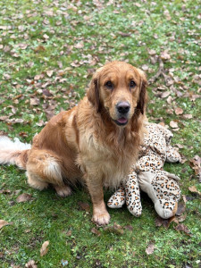 Photo de galerie - Balade pour Eliott 2 fois par semaines 