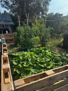 Photo de galerie - Entretien potager
