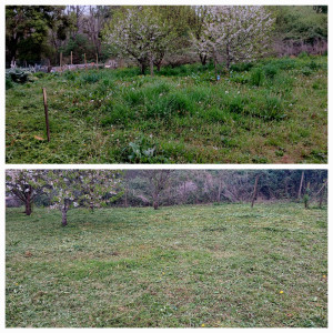 Photo de galerie - Tonte de pelouse - Débroussaillage