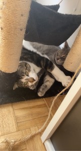 Photo de galerie - L’amie des bêtes 