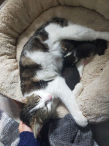 Photo de galerie - Garde de deux chiennes (malinois et teckel), deux lapins et d'une future maman chat pendant 2 semaines. J'ai été présente lors de la mise bas de la louloute et pris soin d'elle et des bébés jusqu'au retour de leurs parents.
